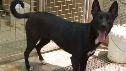 Azahar ist sehr verspielt und verschmust. Die junge H&uuml;ndin ist sehr aktiv und liebt alle Menschen.Tierheim Kronach