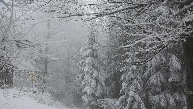 Tierheim Lichtenfels: "Tiere bei eisiger Kälte wie Müll entsorgt"