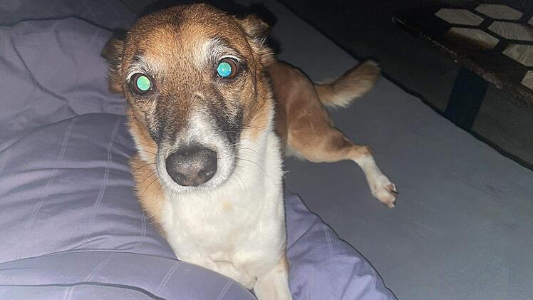 Tierheim Kulmbach hat schrecklichen Verdacht: Was passierte mit Hund Merlin?