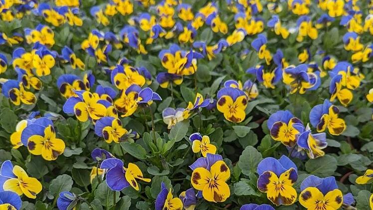 Blumenfeld der Gärtnerei Degen.