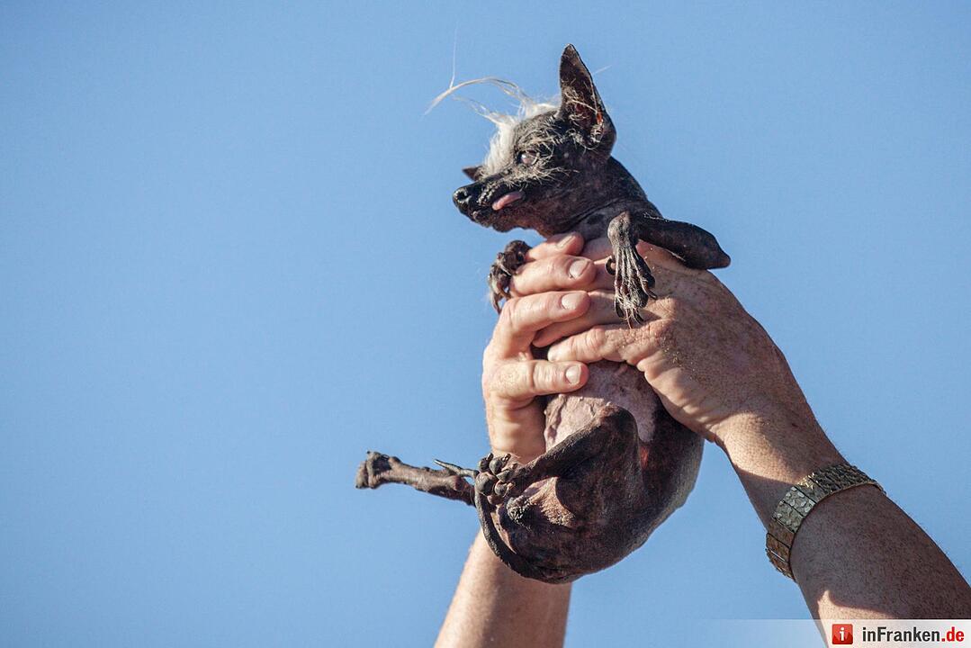 2016 World's Ugliest Dog Contest in California