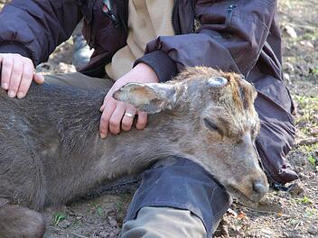 Der Zustand des möglicherweise vergifteten Sikahirsches im Tambacher Wildpark ist noch immer besorgniserregend. Foto: Rainer Lutz