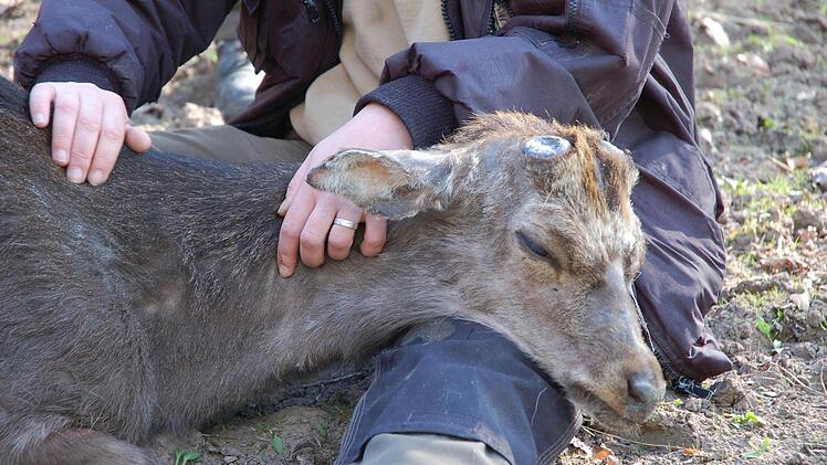 Der Zustand des möglicherweise vergifteten Sikahirsches im Tambacher Wildpark ist noch immer besorgniserregend. Foto: Rainer Lutz