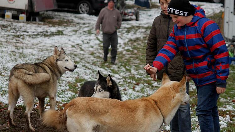 Schlittenhunde aus der Rhön