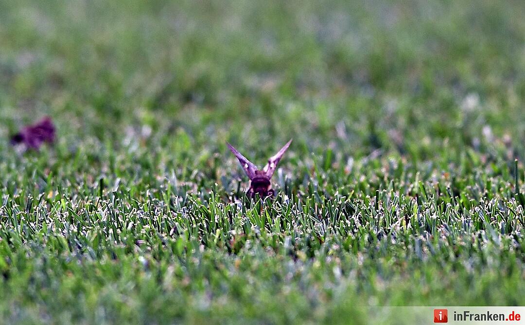 Motten beim EM-Finalspiel in Paris