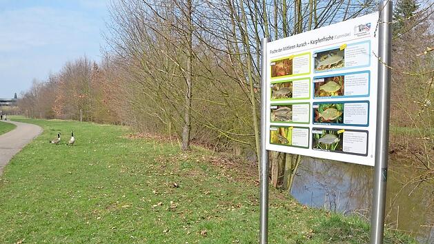 Das Wasserwirtschaftsamt plant sechs Ma&szlig;nahmen, um die &ouml;kologische Qualit&auml;t der Aurach zu verbessern.  Fotos: Bernhard Panzer