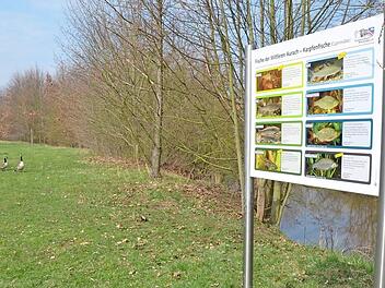 Das Wasserwirtschaftsamt plant sechs Maßnahmen, um die ökologische Qualität der Aurach zu verbessern.  Fotos: Bernhard Panzer