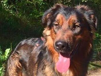 Golden Retrievermix Zeus hofft auf ein Zuhause. Foto: Tierschutzverein Kronach