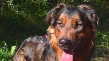 Golden Retrievermix Zeus hofft auf ein Zuhause. Foto: Tierschutzverein Kronach