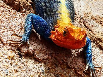 Diese Siedleragame, eine Echse, konnte Johannes Becker in Kenia  fotografieren. Tagsüber können die Tiere, die bis zu einem halben Meter  lang werden, die Farben wechseln, nachts sind sie grau. Foto: Johannes  Becker