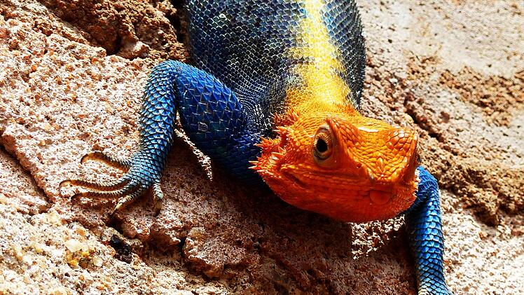 Diese Siedleragame, eine Echse, konnte Johannes Becker in Kenia  fotografieren. Tagsüber können die Tiere, die bis zu einem halben Meter  lang werden, die Farben wechseln, nachts sind sie grau. Foto: Johannes  Becker