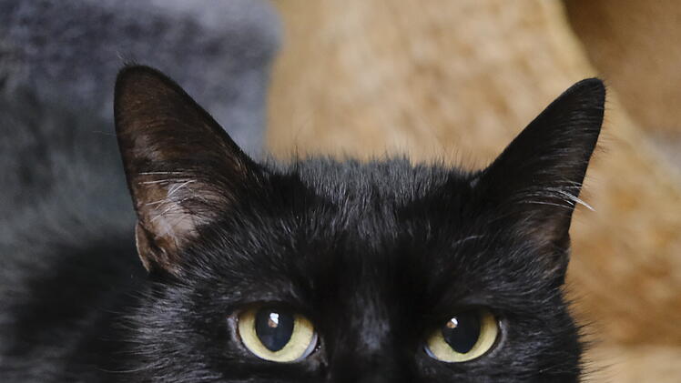 Tierheim Bamberg: Katze Hope war "nicht nett" zu ihrer Vorbesitzerin - Tierschützer finden der Grund