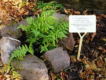 Schattig und feucht lieben es die meisten der Farnarten. Im Zeitlofser Kirchgarten mit der alten Steinmauer finden sie gute Bedingungen zu wachsen. Foto: Julia Raab