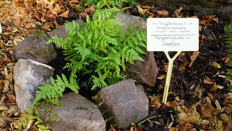 Schattig und feucht lieben es die meisten der Farnarten. Im Zeitlofser Kirchgarten mit der alten Steinmauer finden sie gute Bedingungen zu wachsen. Foto: Julia Raab