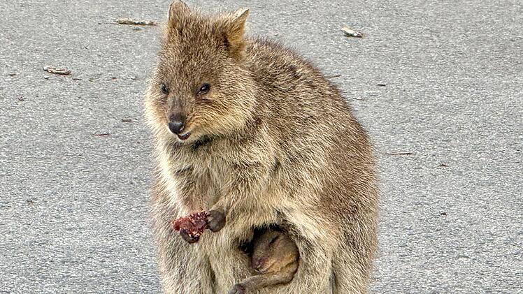 Quokkas auf Rottnest Island