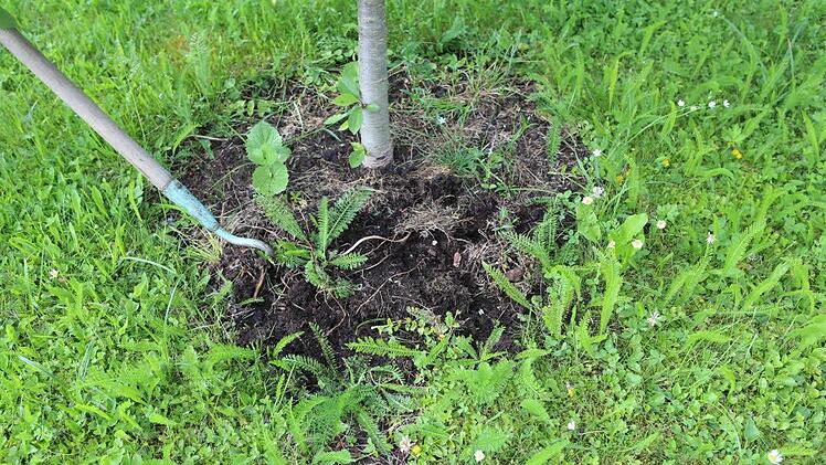 Auch bei den Baumscheiben wird der Boden leicht durchgehackt um Unkräuter zu unterdrücken. Danach wird die Fläche mit Grasschnitt gemulcht. Foto: Barbara Herbst