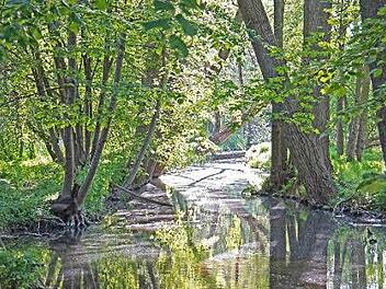 Die Auenwälder an den malerischen Altmainarmen wie hier bei Grafenrheinfeld sind ein ganz besonderer Schatz des Schweinfurter Mainbogens. Foto: djd/Schweinfurter Mainbogen