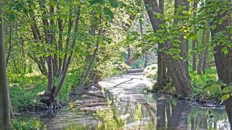Die Auenwälder an den malerischen Altmainarmen wie hier bei Grafenrheinfeld sind ein ganz besonderer Schatz des Schweinfurter Mainbogens. Foto: djd/Schweinfurter Mainbogen
