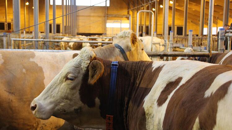 Zu Gast im neuen Stall in Effelter. Foto: Marco Meißner