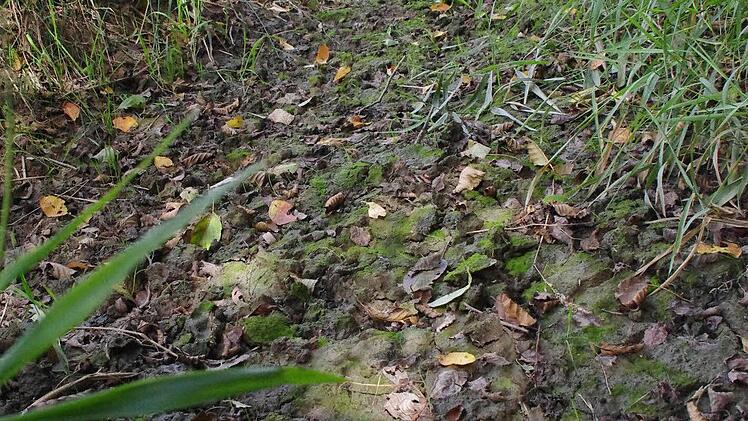 Der Zulauf ist ausgetrocknet. Foto: Marco Meißner