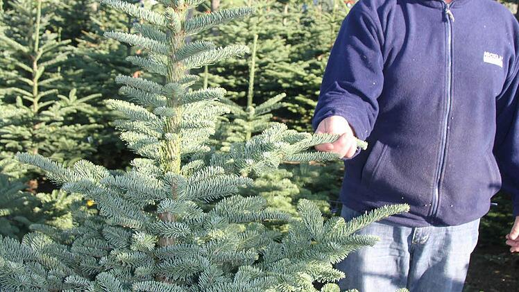 Wenn man an einer Nobilis-Tanne reibt, dann verbreitet sie einen herrlich natürlichen Tannenduft.