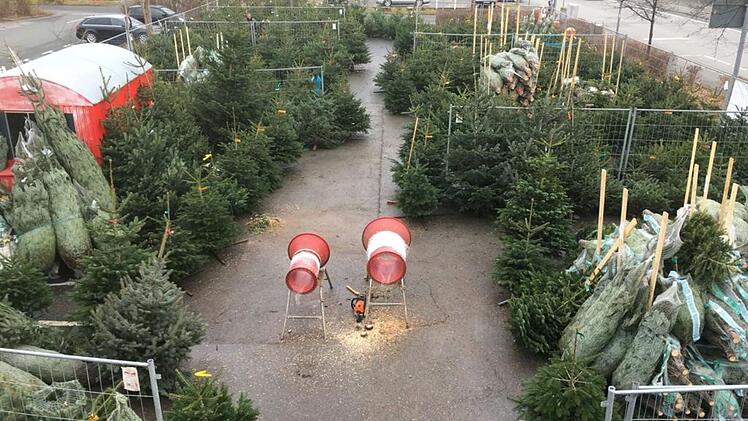 Landkreis Coburg: So teuer sind Weihnachtsbäume in diesem Jahr - Verkäufer erklärt Preissteigerung