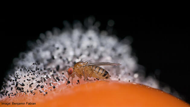 Fruchtfliegen in der Küche: Was nun?