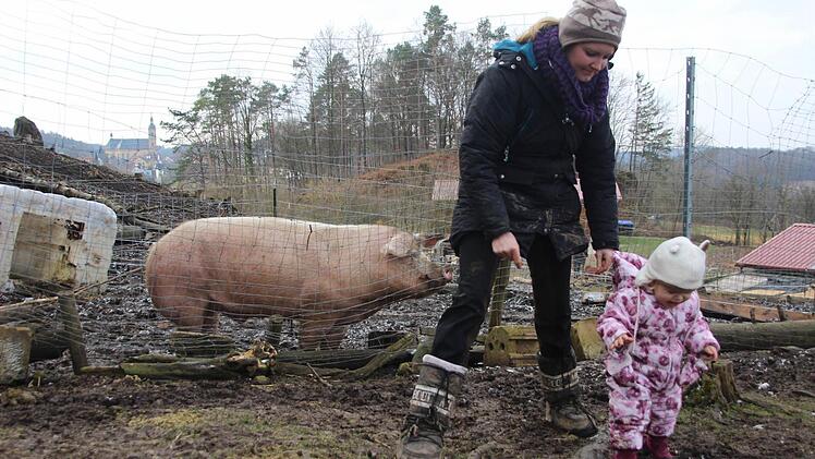 Boris hat gut grunzen: Das Schwein wird nicht als Spanferkel enden.