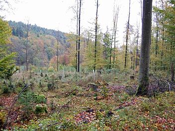 Solide Einnahmen beschert der Forst der Gemeinde. Foto: Günther Straub