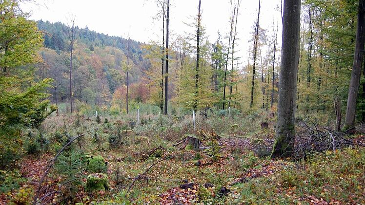 Solide Einnahmen beschert der Forst der Gemeinde. Foto: Günther Straub