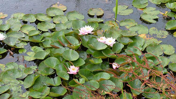 Am Seerosenteich. Foto: Ronald Rinklef