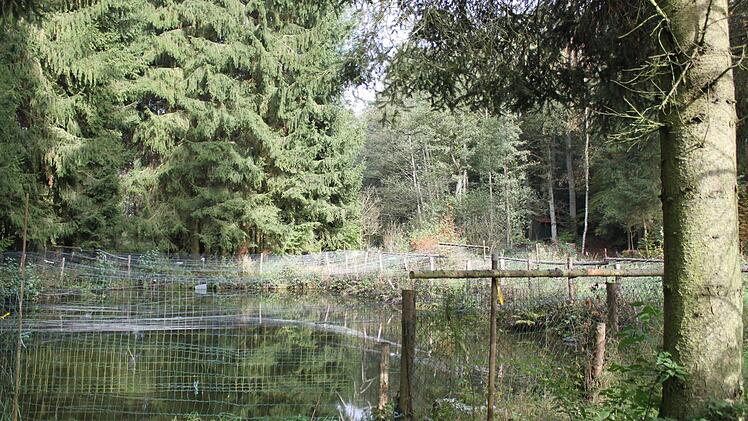 Im Bereich des Fischteichs, den der Landkreis ohnehin aufgeben wird, ist ebenfalls ein Mäander geplant.