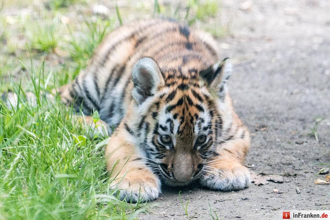Tigernachwuchs darf ins Freigelände