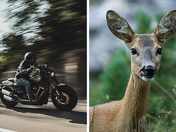 Unfall mit Reh im Kreis Ansbach Unfall mit Reh im Kreis Ansbach