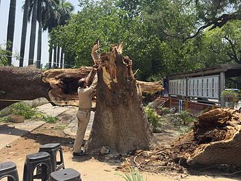 Unwetter in Indien