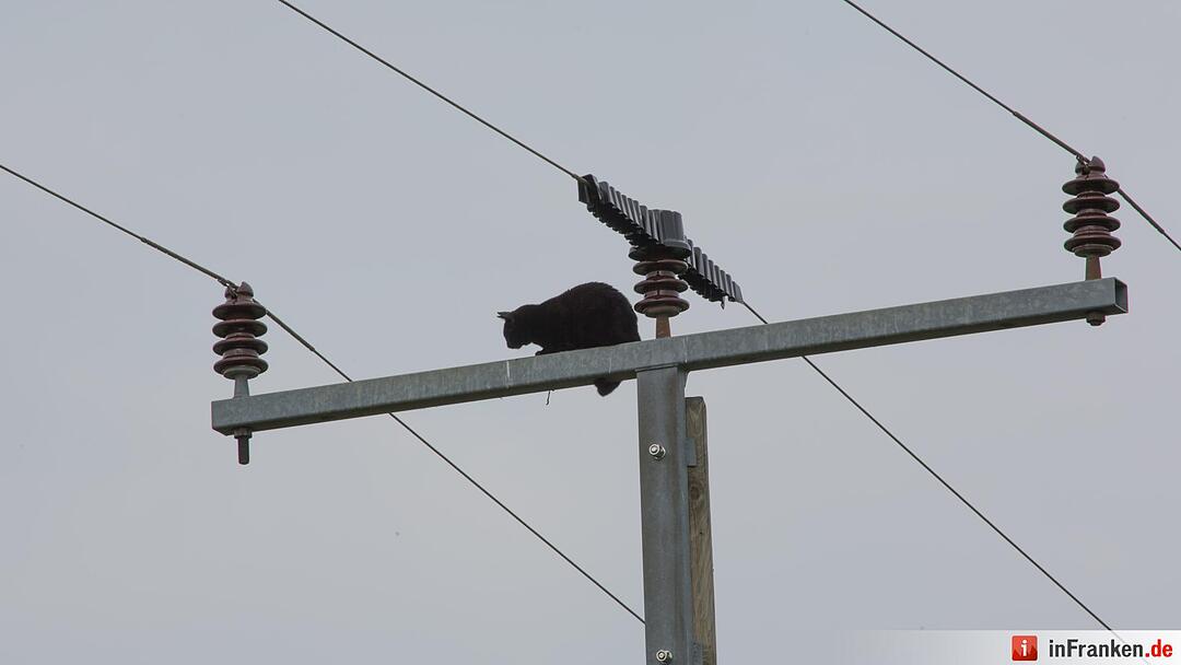 Katze Molli löst Feuerwehreinsatz aus