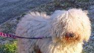 Ein Hund sowie 25 Vögel wurden aus einem Haus gerettet. Die Tiere waren in einem verwahrlosten Zustand. Foto: Tierheim Hof