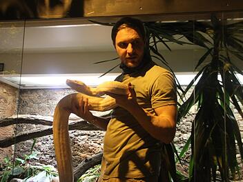Rudi, der 25 Kilogramm schwere weiße Python ist einer von 50 Reptilien und Amphibien, die derzeit im Tropenhaus "Klein Eden" zu bestaunen sind. Mit im Bild Reptilienpfleger Michael Ricker. Foto: Veronika Schadeck