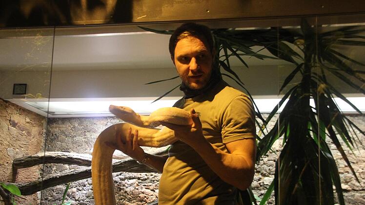 Rudi, der 25 Kilogramm schwere weiße Python ist einer von 50 Reptilien und Amphibien, die derzeit im Tropenhaus "Klein Eden" zu bestaunen sind. Mit im Bild Reptilienpfleger Michael Ricker. Foto: Veronika Schadeck