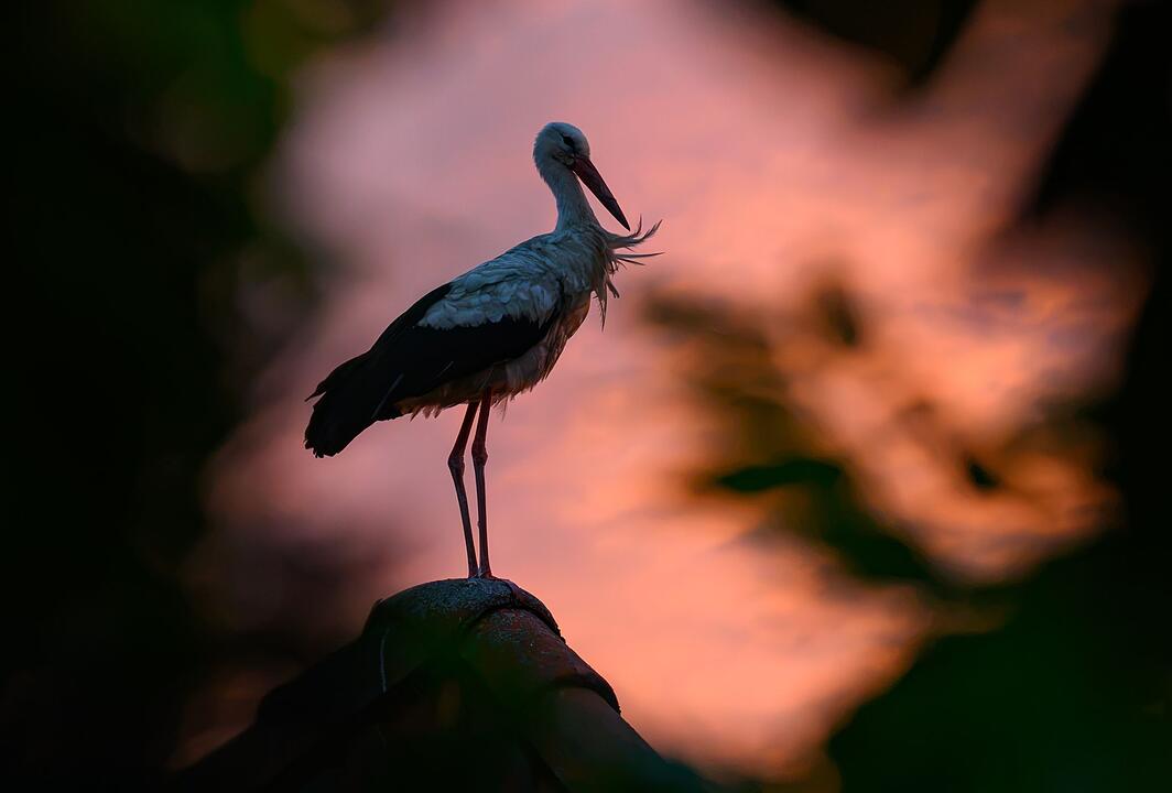 Storch im Sonnenuntergang