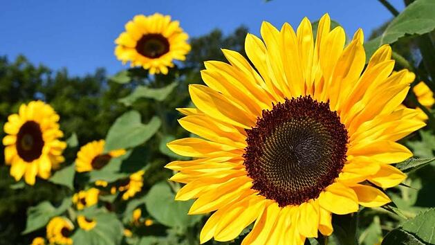 sonnenblume.jpg