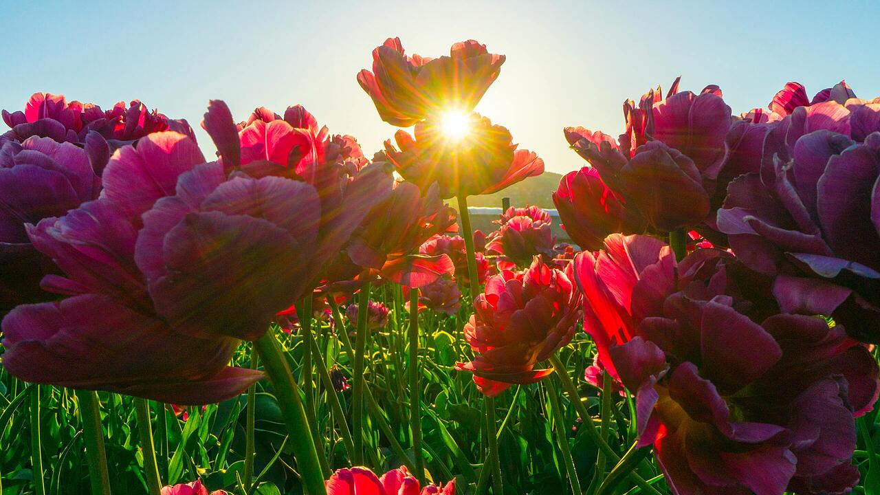 Beliebte Beetschmcker: 10 Pflanzen lieben pralle Sonne