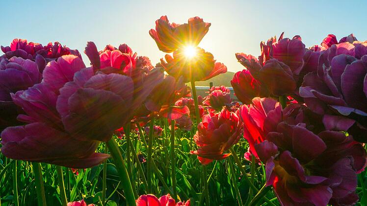 Hier erfahrt ihr welche Blumen sich auch in der prallen Sonne wohl fühlen