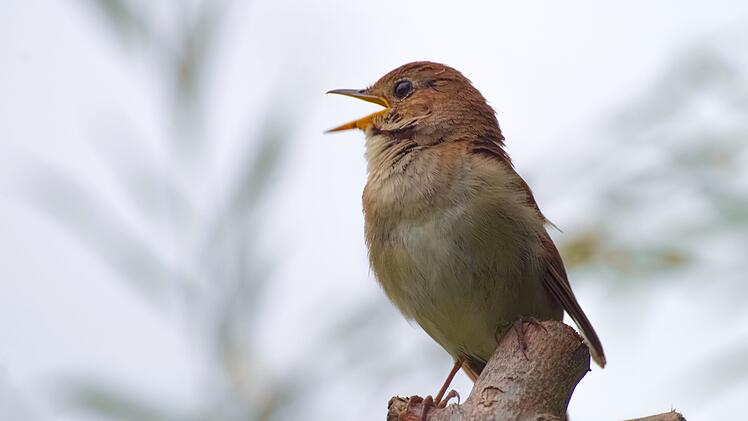 Landkreis Bamberg: Tierarten der Region kennenlernen - Bund Naturschutz bietet Kurse an