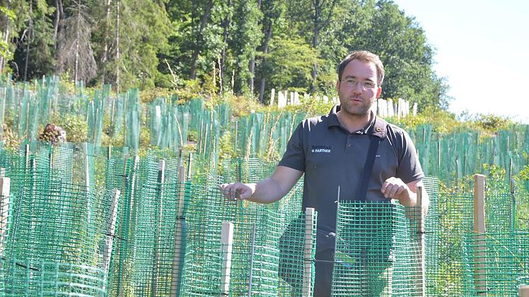 Jedes gepflanzte Bäumchen bekommt einen Schutz gegen Verbiss.