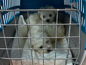 Autofahrer muss Hundewelpen im Kreis Wunsiedel abgeben