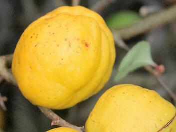 Zierquitten haben nicht nur hübsche Blüten, ihre Früchte lassen sich auch sehr gut zu Punsch oder Gelee verarbeiten. Foto: Jupp Schröder