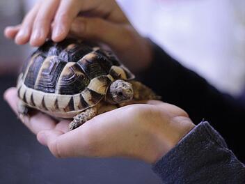 Amerikanische Tierschützer haben einen neuen Trick entwickelt, mit dem sie gebrochene Schildkrötenpanzer  wieder zusammenflicken können. Als Hilfsmittel nutzen sie alte BH-Verschlüsse. Symbolbild: unsplash/Fernando Maté