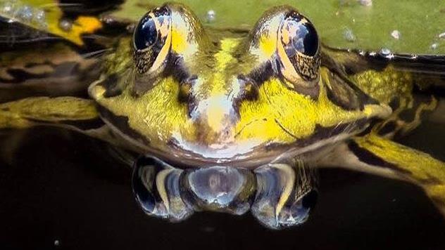 Faszinierende Tierwelt in den Pegnitzauen