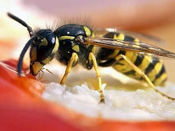 Wespen sind eine unbeliebte Fleischbeilage - ob auf Marmeladenbrot oder im Bier. Foto: Peer Grimm, dpa